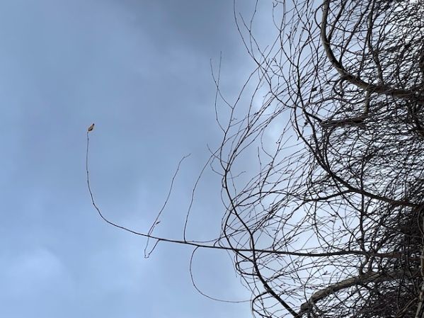 diogenes defiant leaf.jpg